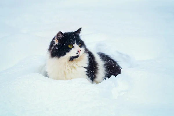 Γάτα, περπάτημα στο χιόνι — Φωτογραφία Αρχείου