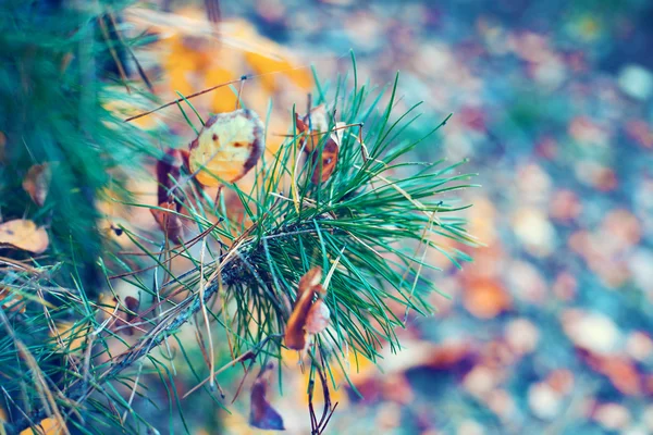 Ramo di pino con foglie cadute — Foto Stock