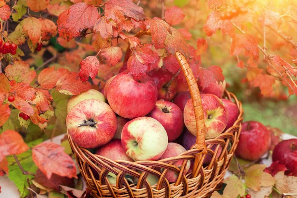 Basket with apples — Stock Photo, Image