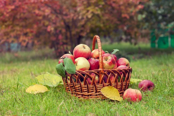 Panier aux pommes bio — Photo