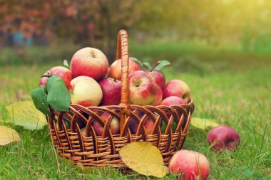 Organik elma sepeti