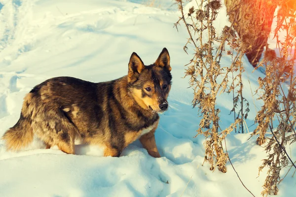 Hond wandelen in de sneeuw — Stockfoto