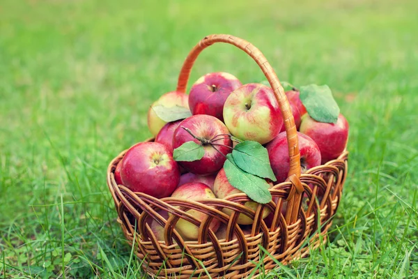 Basket with organic apples — Stock Photo, Image