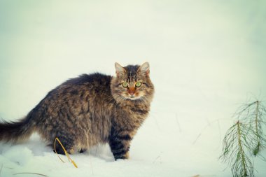Karda yürüme siberian kedi