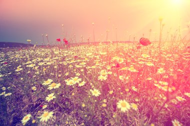 gün batımında çiçek alanı