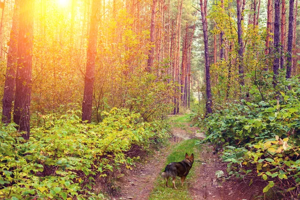 Dog Walking Forest Sunset — Stock Photo, Image