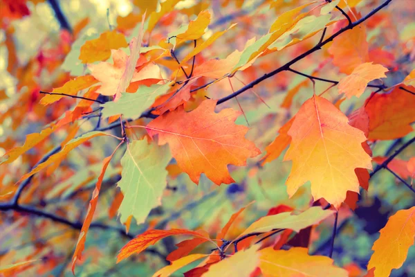 Vintage Autunno Colorato Foglie Sfondo — Foto Stock