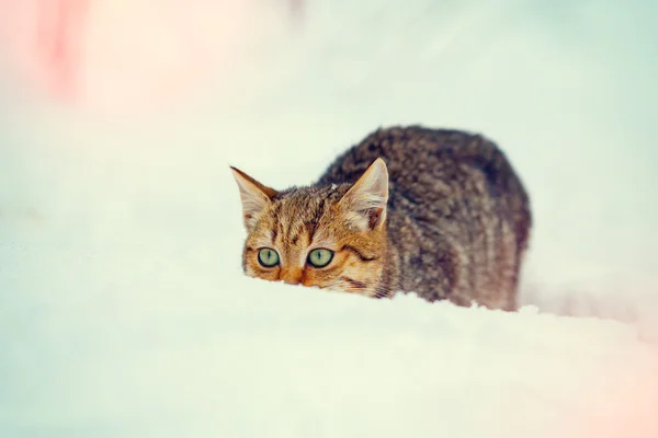 Cat sneaking in snow — Stock Photo, Image