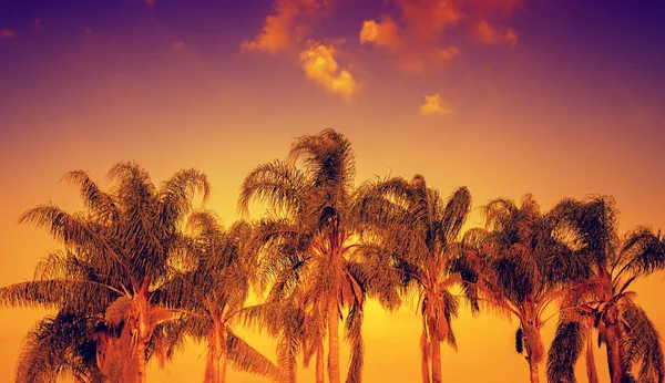 Palm trees against sky — Stock Photo, Image