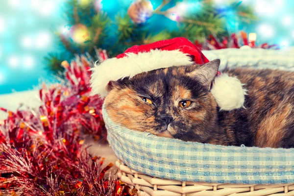 Gato usando sombrero de Santa — Foto de Stock