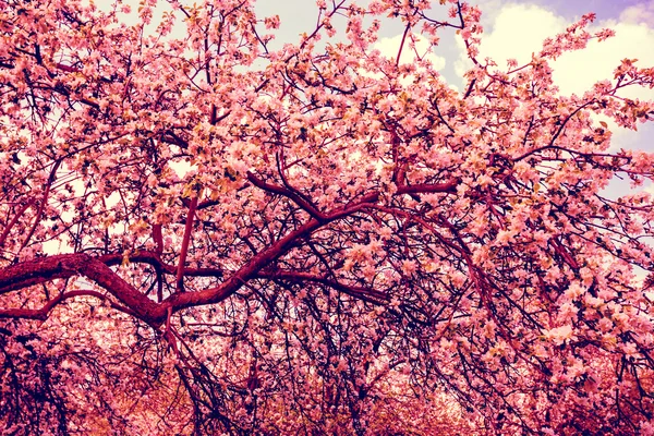 Roter Jahrgang blühender Obstgarten — Stockfoto