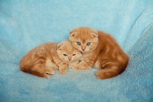 Two little kittens — Stock Photo, Image