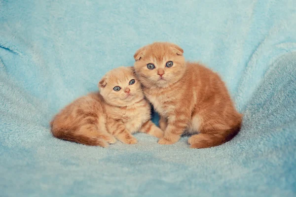 Two little kittens — Stock Photo, Image