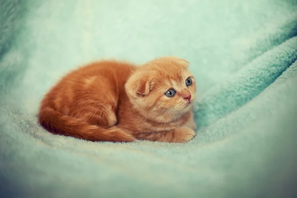 Pequeño gatito en una manta — Foto de Stock