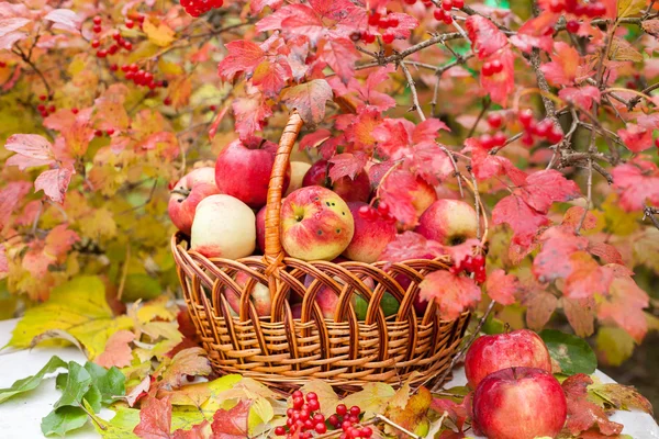 Basket with apples — Stock Photo, Image