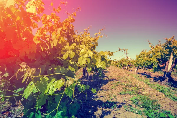 Wijngaard bij zonsondergang — Stockfoto