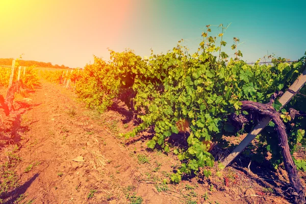Groene wijngaard bij zonsondergang — Stockfoto