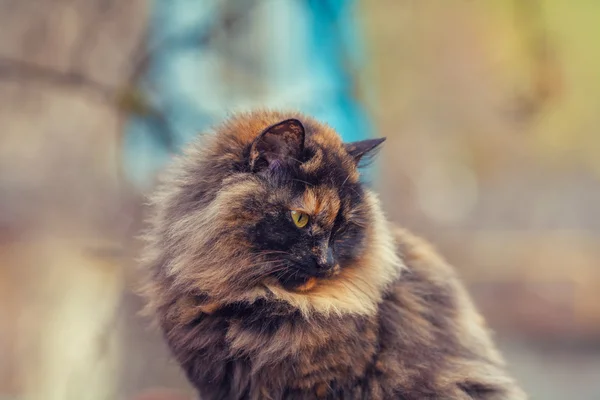 Ritratto il gatto all'aperto — Foto Stock