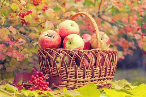 Корзина с органическими яблоками — стоковое фото