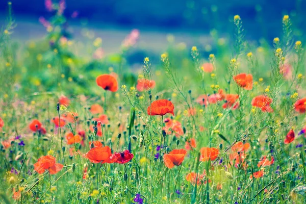 Papaveri Rossi Fiori Sul Campo — Foto Stock