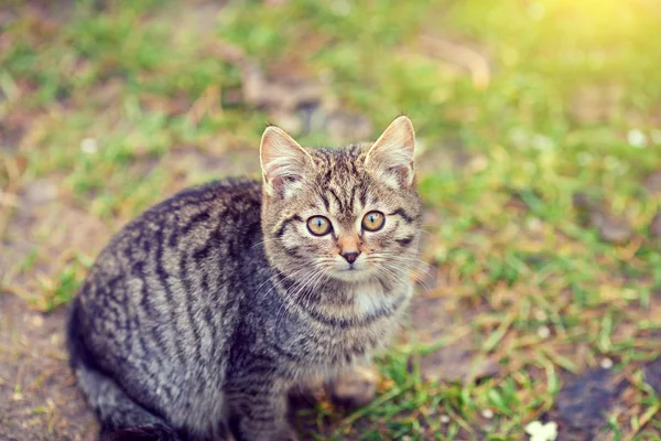 Potret Anak Kucing Luar Taman — Stok Foto