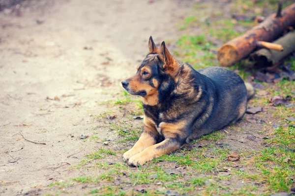 Dog lying on the ground — Stock Photo, Image