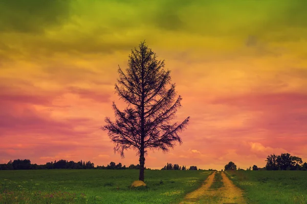 Albero solitario sul campo — Foto Stock