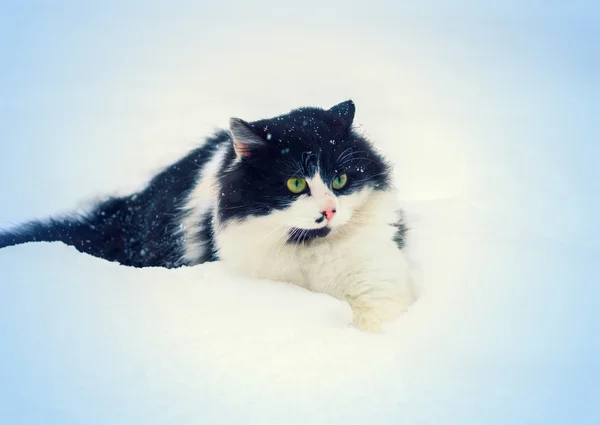 Black White Cat Walking Snow — Stock Photo, Image