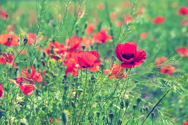 Röd vallmo blommor — Stockfoto