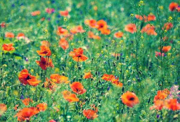 Röd vallmo blommor — Stockfoto