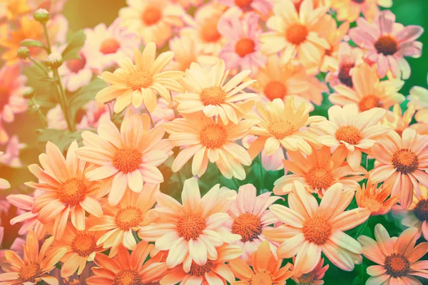 Gelbe Kamillenblüten — Stockfoto