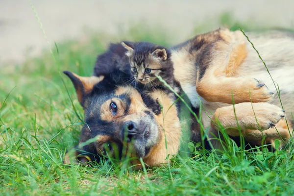 Pequeno gatinho deitado na cabeça de cães — Fotografia de Stock