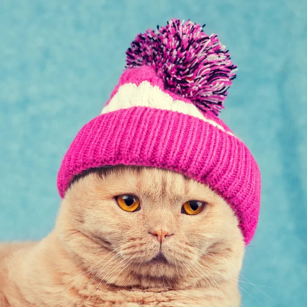 Gato usando un sombrero de punto — Foto de Stock