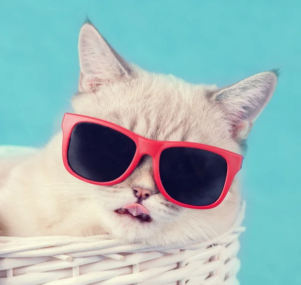 El gato en gafas de sol —  Fotos de Stock