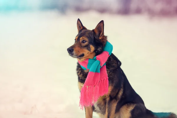 dog wearing scarf