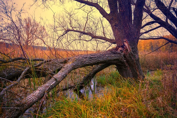 Dere Kıyısında Kırılmış Bir Şube Ile Yaşlı Bir Ağaç — Stok fotoğraf