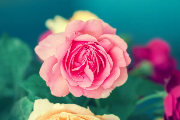 Schöne rosa Rose — Stockfoto