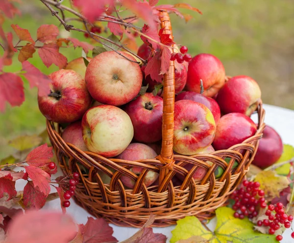 Корзина с яблоками — стоковое фото