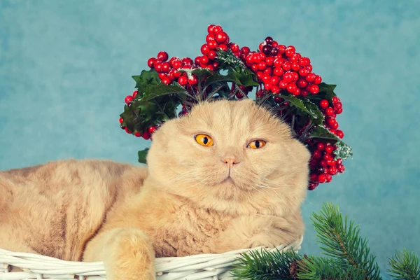 Kat met groene kerst krans — Stockfoto