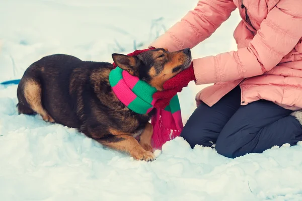 Woman tying a scarf on a dog — Stock Photo, Image