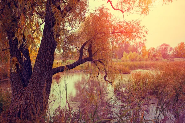 Misty Autumn Landscape Sunset — Stock Photo, Image