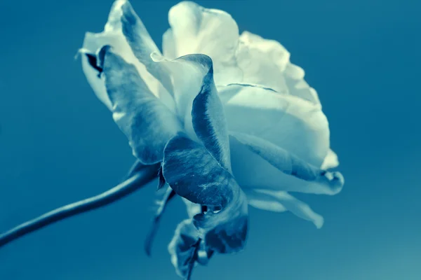 Rosa azul vintage — Fotografia de Stock