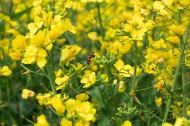 Güneşte büyüyen kolza tohumu çiçekleri ve arılar nektar topluyor