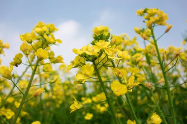 Güneşte büyüyen kolza tohumu çiçekleri ve arılar nektar topluyor