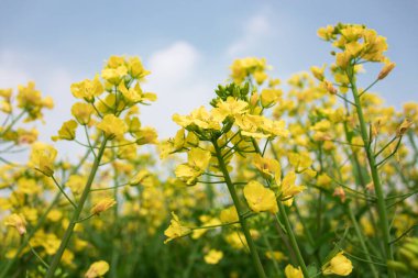 Güneşte büyüyen kolza tohumu çiçekleri ve arılar nektar topluyor