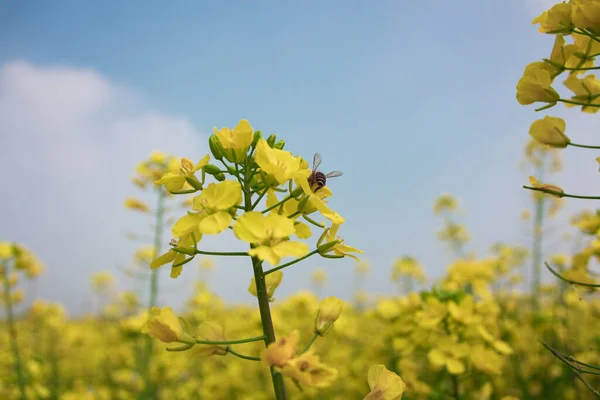 Güneşte Büyüyen Kolza Tohumu Çiçekleri Arılar Nektar Topluyor — Stok fotoğraf