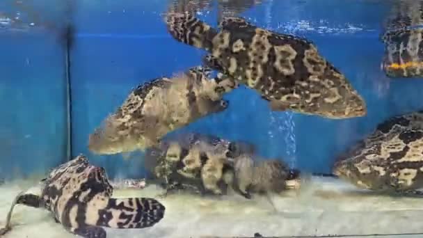 Zackenbarsch Schwimmt Aquarium — Stockvideo