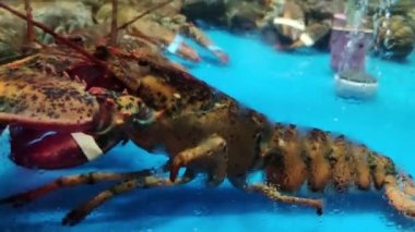 Akvaryum Deniz Ürünleri Süpermarketinde satılık Boston ıstakozu