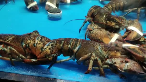 Boston Lobster Продаж Супермаркеті Aquarium Seafood Supermarket — стокове відео