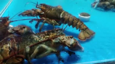 Akvaryum Deniz Ürünleri Süpermarketinde satılık Boston ıstakozu